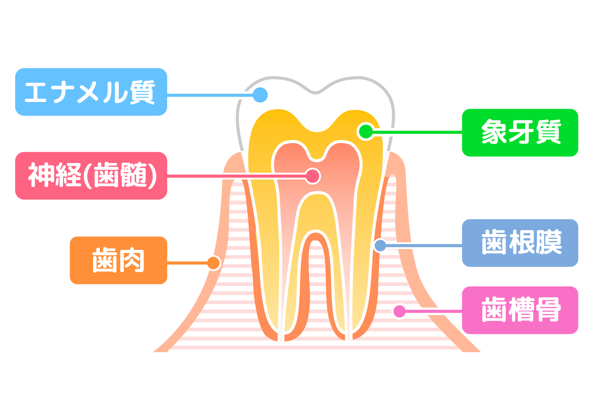 歯の仕組み